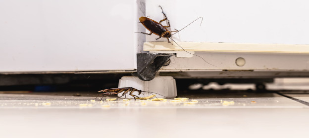 cockroach pest control Neutral Bay