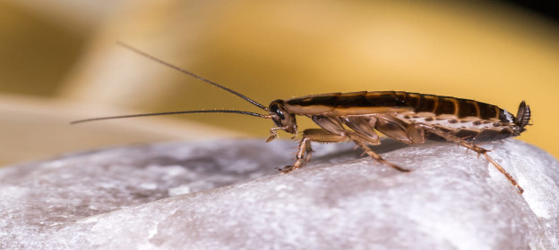 german cockroach pest control Roseville