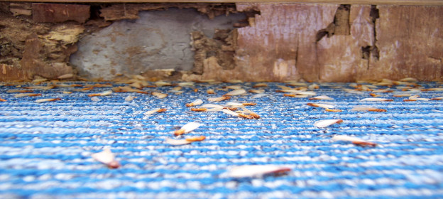 termite control Liberty Grove